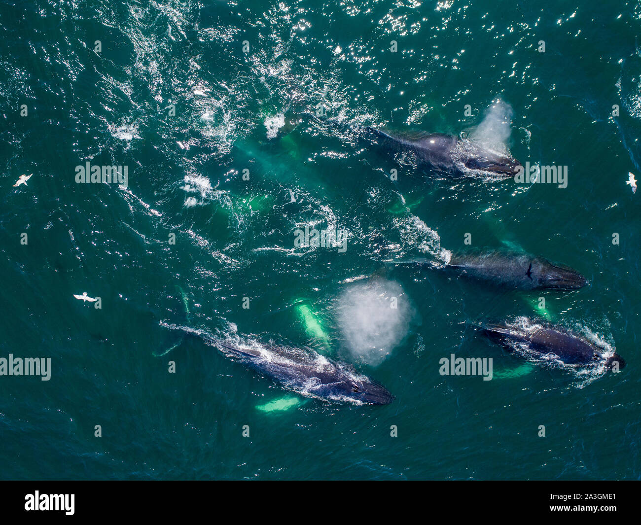Ee.Uu., Alaska, vista aérea de las Ballenas Jorobadas (Megaptera novaeangliae) nadando junto a superficie de Frederick sonido mientras la alimentación de la red de burbujas en herri Foto de stock
