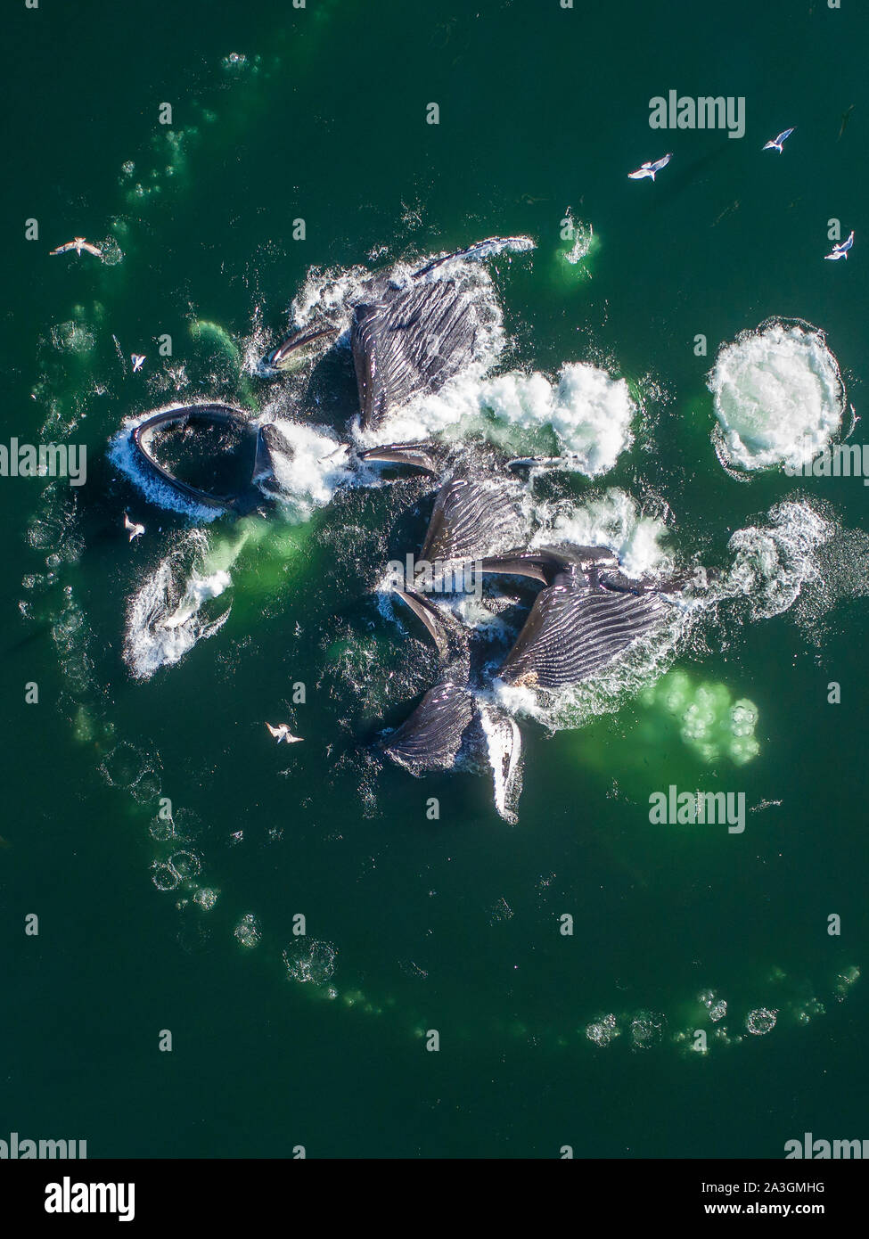 Ee.Uu., Alaska, vista aérea de las Ballenas Jorobadas (Megaptera novaeangliae) lunging en superficie de Frederick sonido mientras la burbuja en alimentación de red herring shoal o Foto de stock