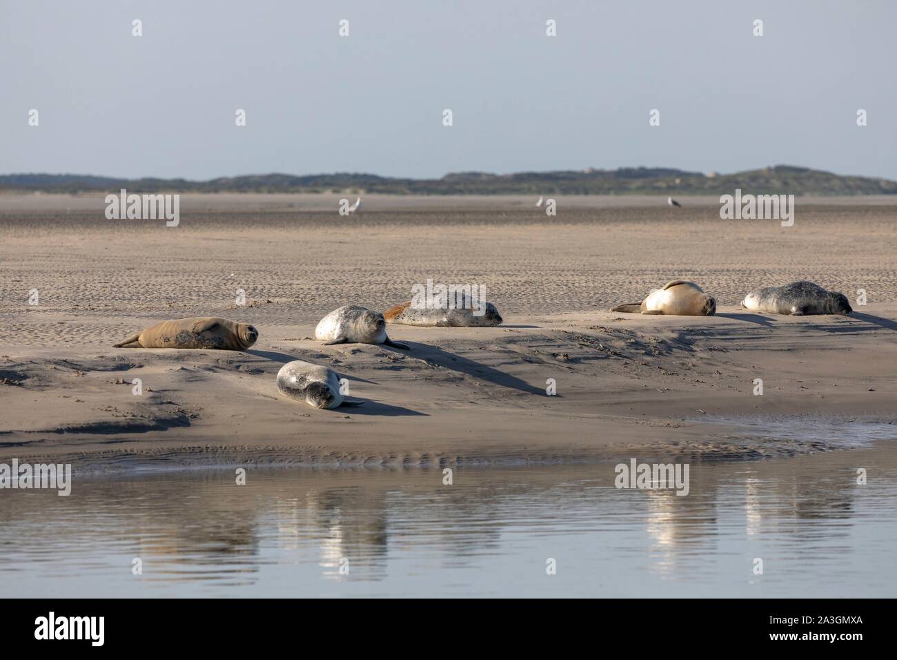 Francia, Pas de Calais, la bahía de Authie, Berck sur Mer, sello (Phoca vitulina común), en marea baja las focas descansan sobre los arenales Foto de stock