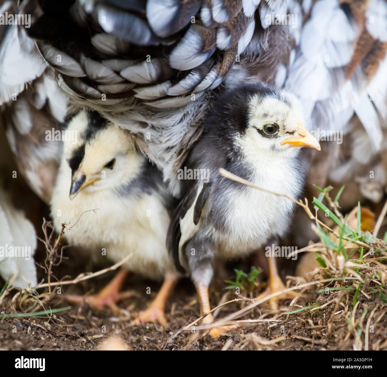 Dos polluelos bajo la gallina - Stoapiperl / Steinhendl, una raza de pollo amenazadas desde Austria Foto de stock