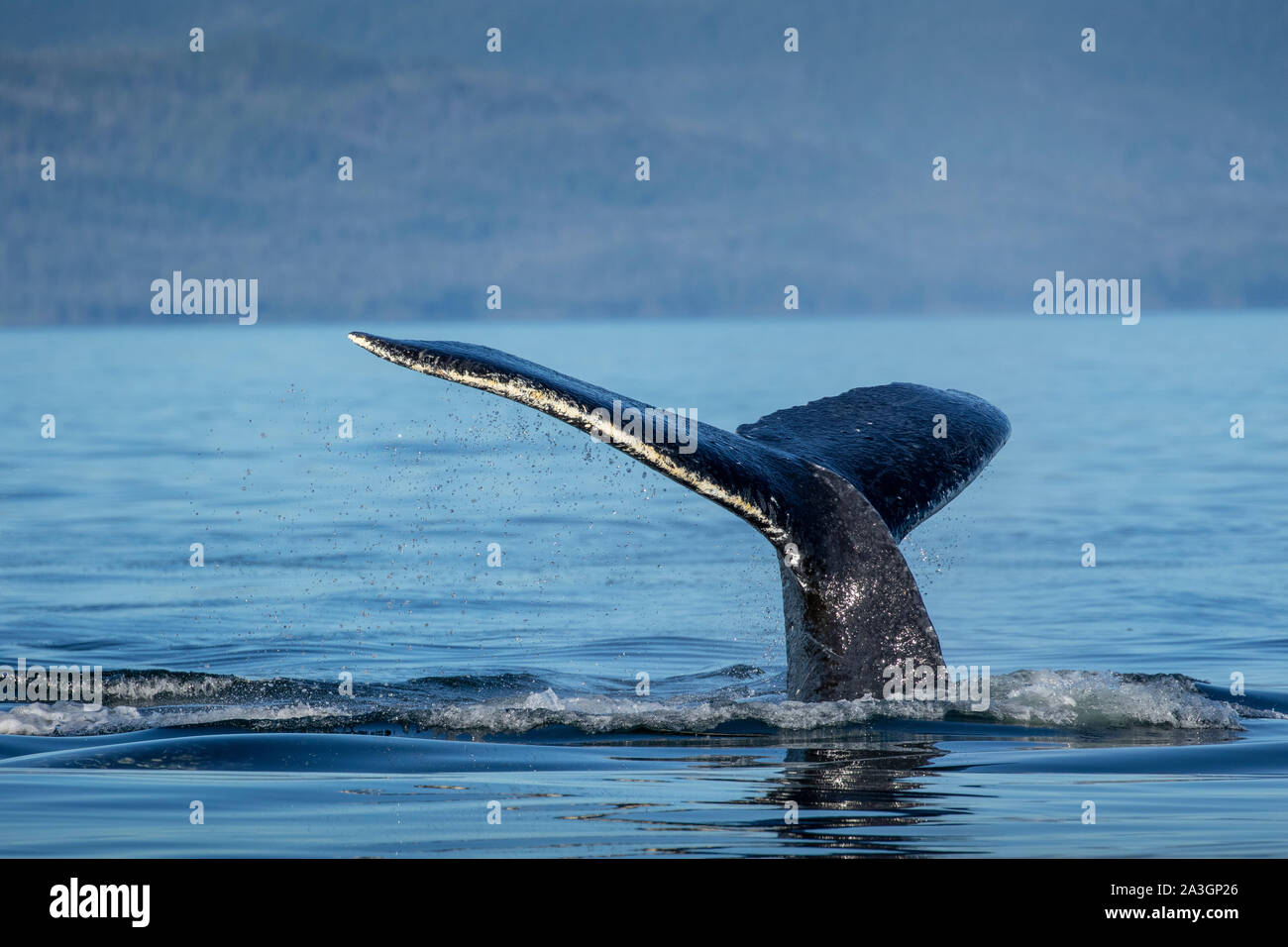 Ee.Uu., Alaska, la ballena jorobada (Megaptera novaeangliae) buceo en Frederick Sound en tarde de verano Foto de stock