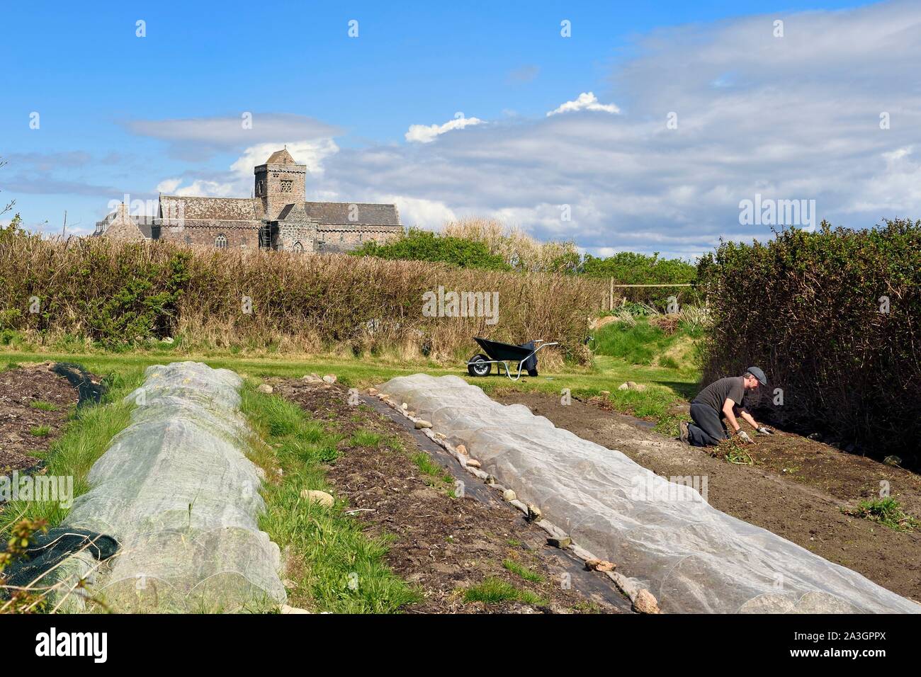 Reino Unido, Escocia, Highland, Inner Hebrides, isla de Iona frente a la isla de Mull, Iona abadía fundada por san Columba en el siglo VI y el Argyll Hotel huerta orgánica en primer plano Foto de stock