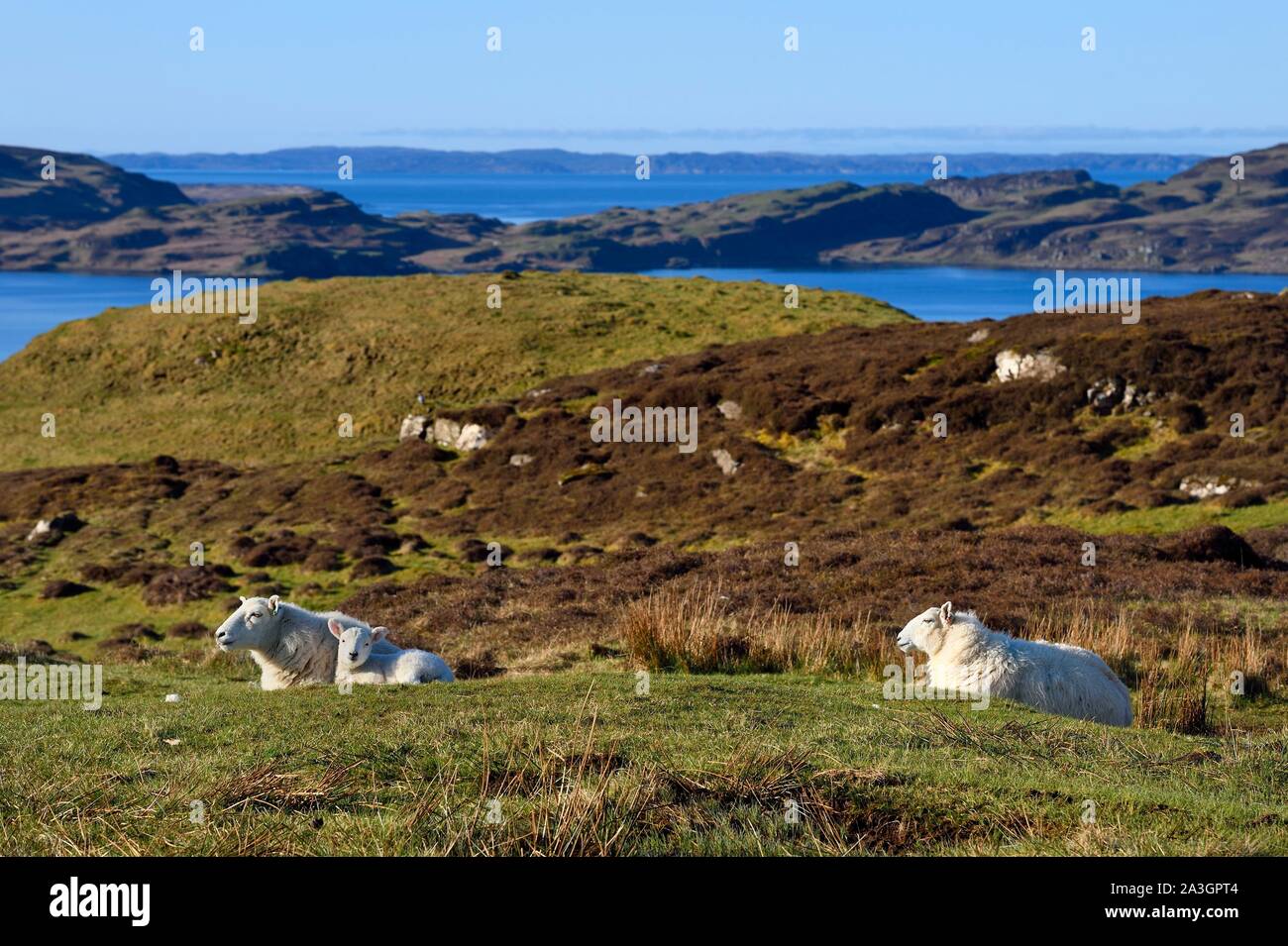 Reino Unido, Escocia, Highland, Inner Hebrides, Isle Of Mull, ovejas Foto de stock