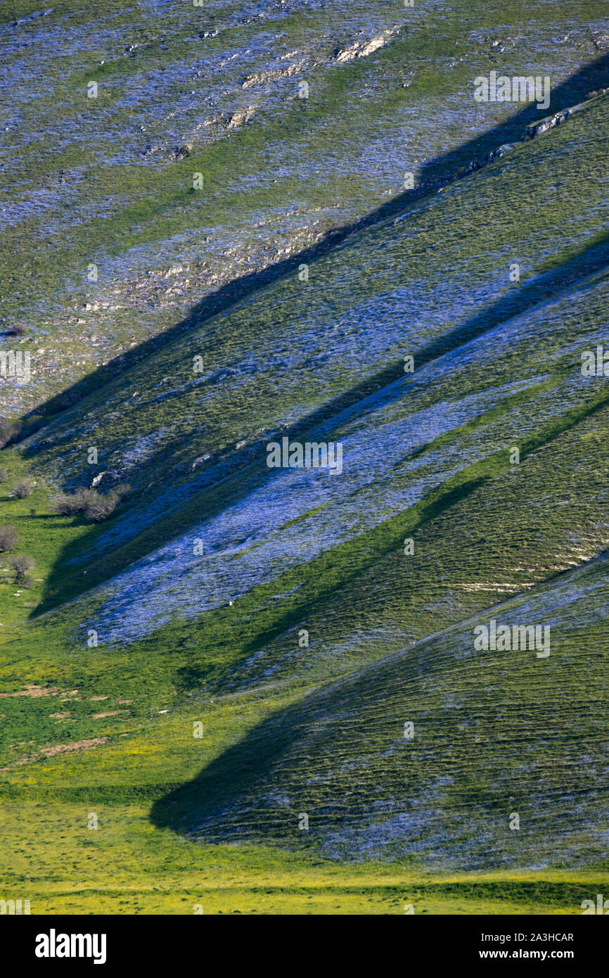 Flores azules crecen en las laderas por encima del Piano Grande, Monti Sibillini National Park, Umbría. Foto de stock