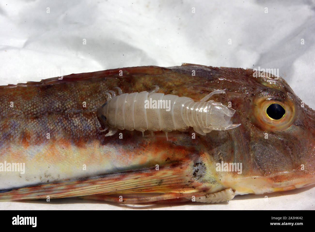 Parásito crustáceo fotografías e imágenes de alta resolución - Alamy