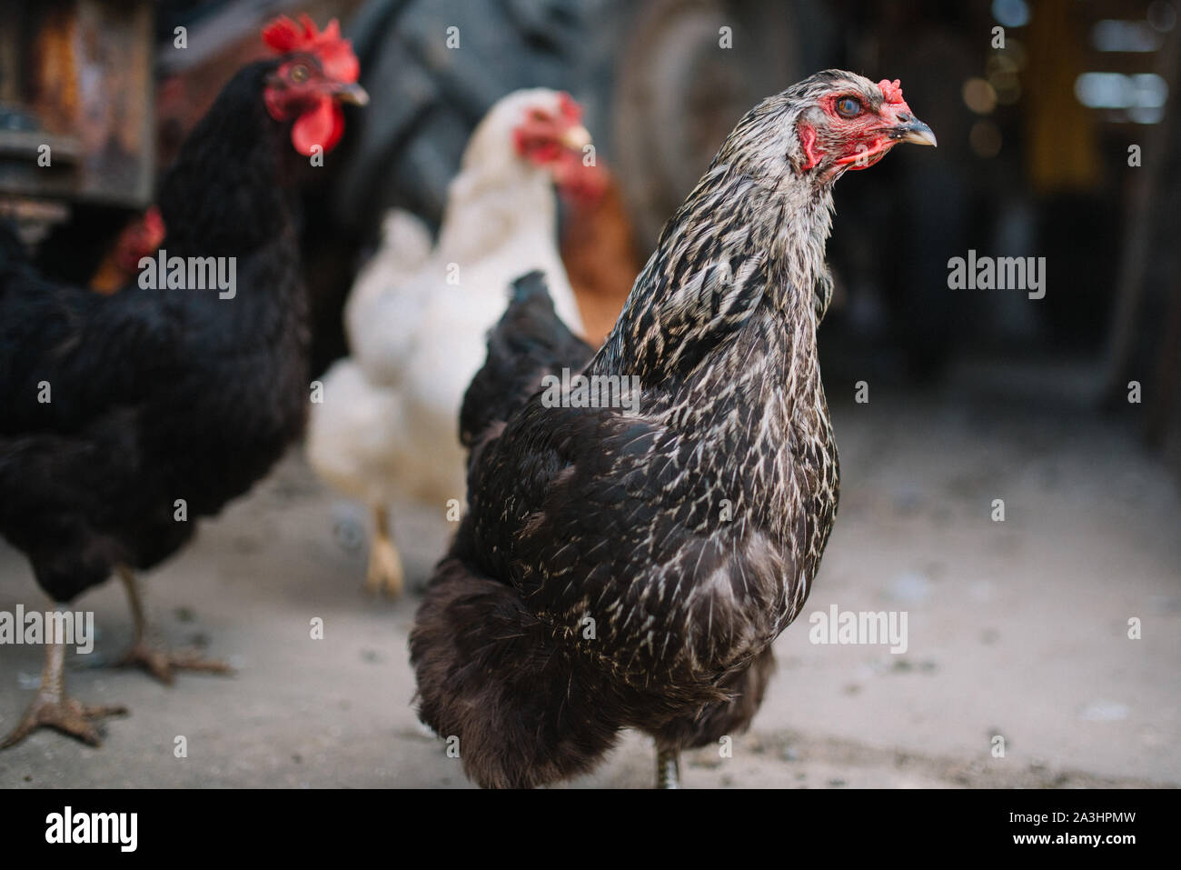 Los pollos en la granja Foto de stock
