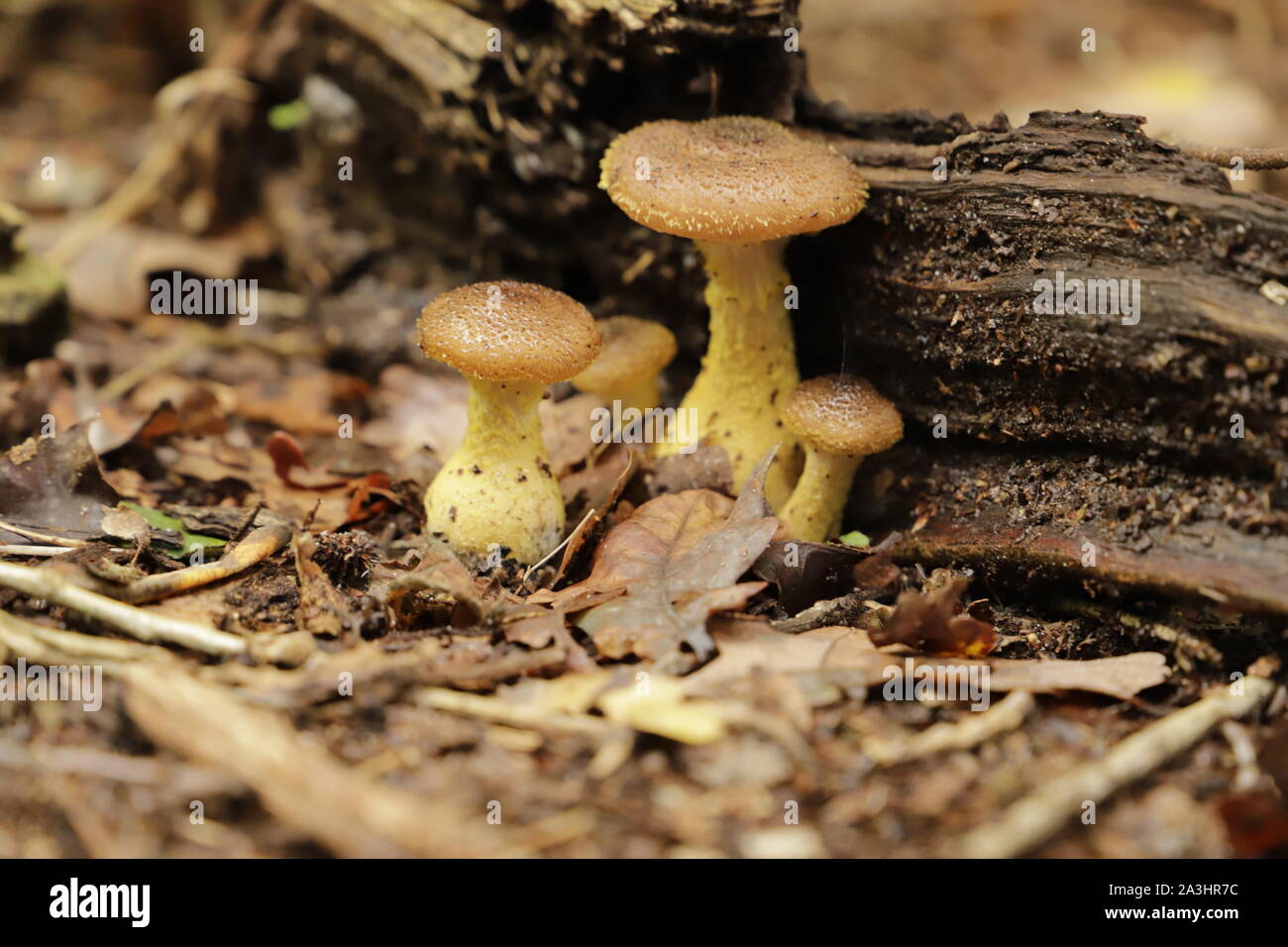 Miel oscura hongos creciendo en un viejo tronco de árbol Foto de stock