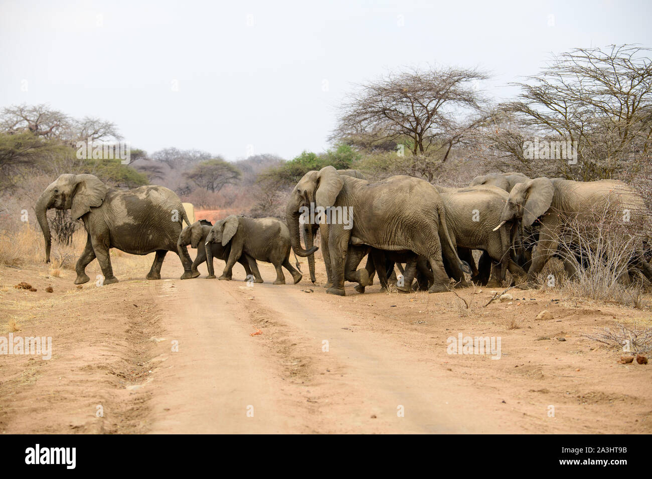 Manada de elefantes africanos cruzando la carretera Foto de stock