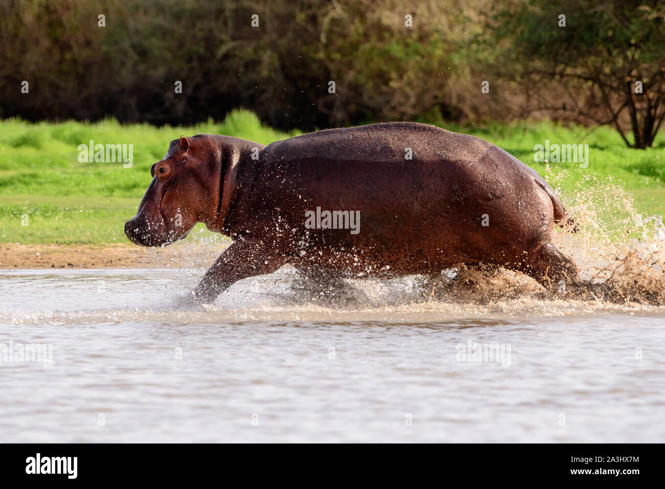 Hipopótamos en el mover la carga a través de los bajíos Foto de stock