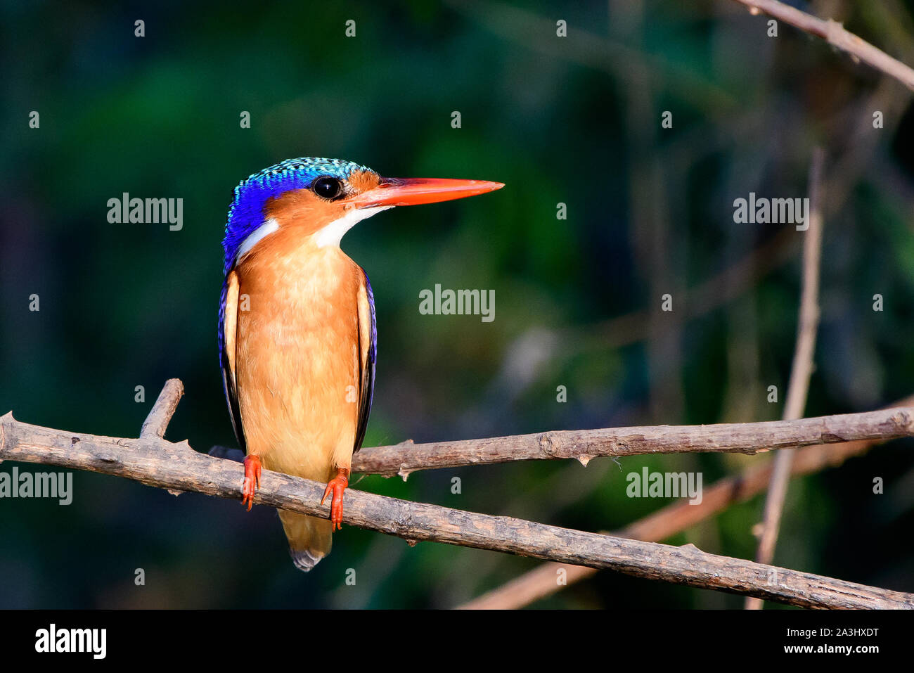 Malachite kingfisher posado en una rama Foto de stock
