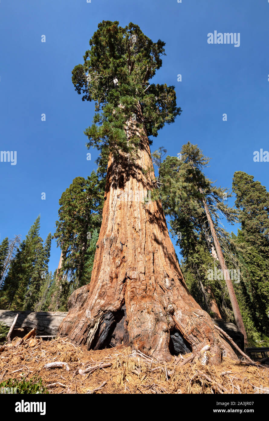 Una vista de árbol general de concesión en el Parque Nacional Kings Canyon, California. Es el segundo árbol y organismo vivo sobre la tierra. Foto de stock