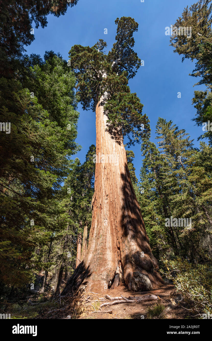 Una vista de árbol general de concesión en el Parque Nacional Kings Canyon, California. Es el segundo árbol y organismo vivo sobre la tierra. Foto de stock