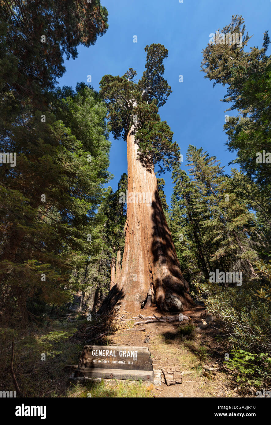 Una vista de árbol general de concesión en el Parque Nacional Kings Canyon, California. Es el segundo árbol y organismo vivo sobre la tierra. Foto de stock