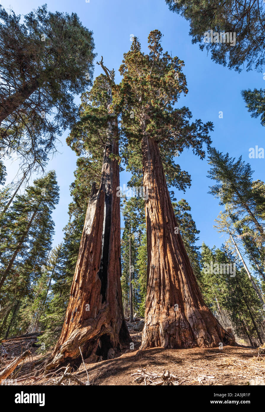 Una vista de secoyas gigantes en Kings Canyon National Park. Foto de stock