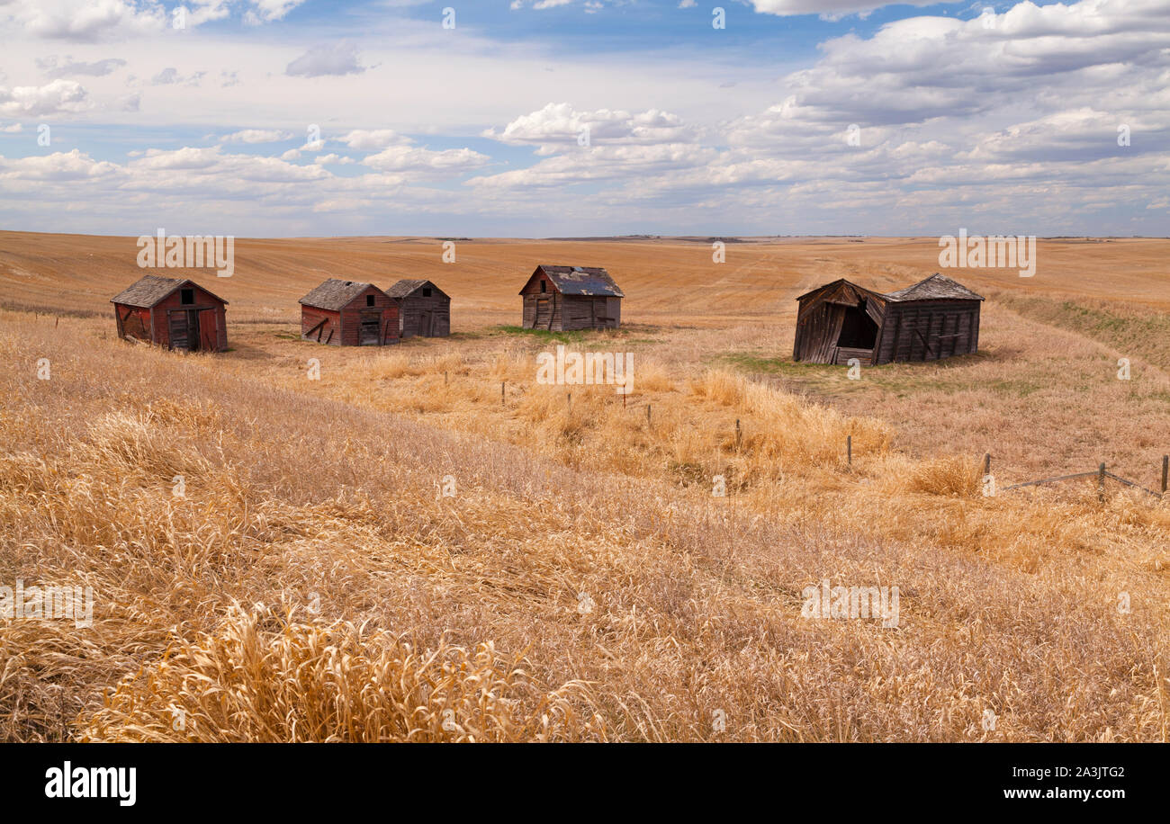 Tolvas de grano abandonadas, este de Alberta, Canadá Foto de stock