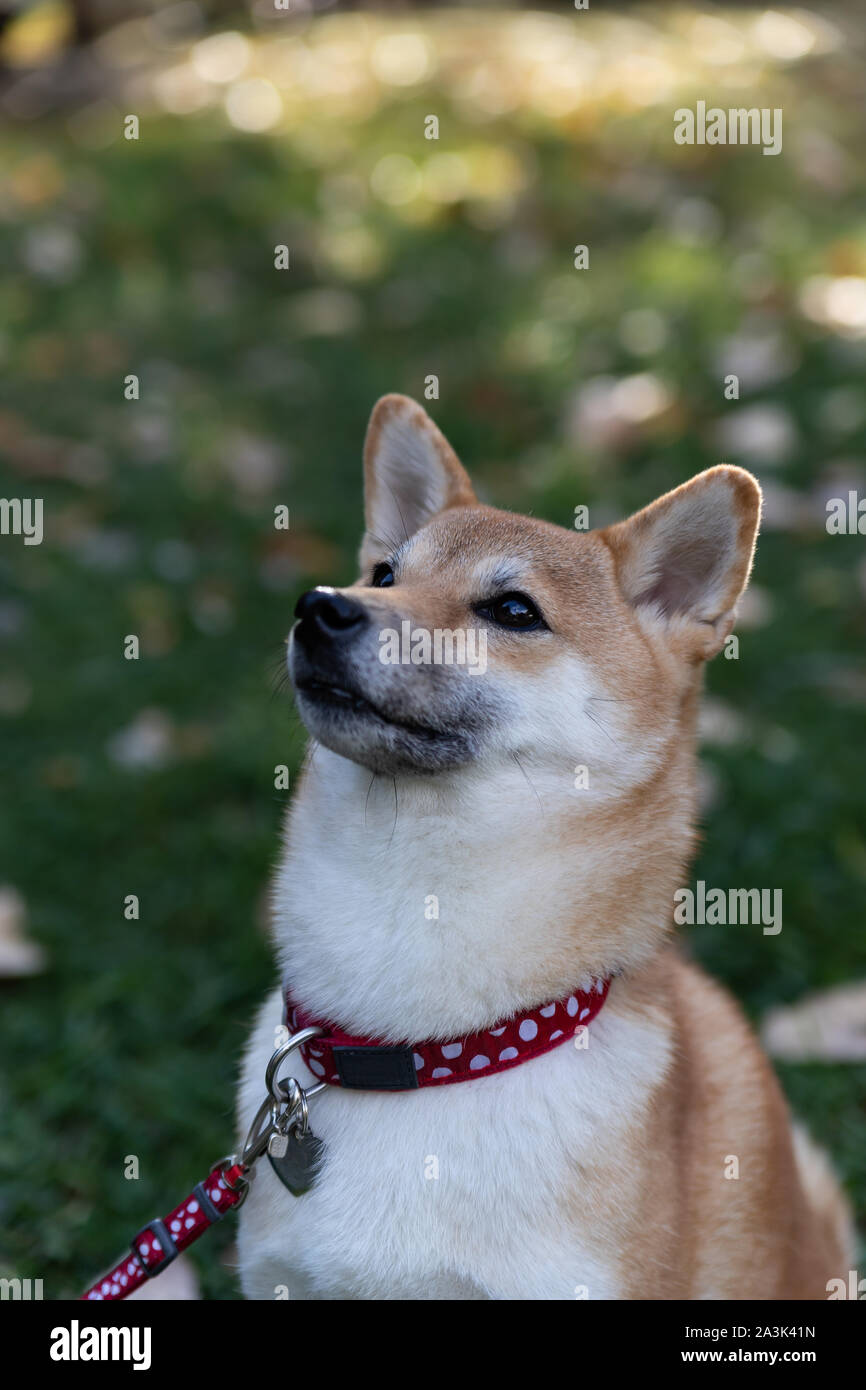 Un zorro-como es un perro Shiba Inu. Encantador perro con pieles de felpa y  caprichosas carácter en un paseo en el parque de otoño Fotografía de stock  - Alamy