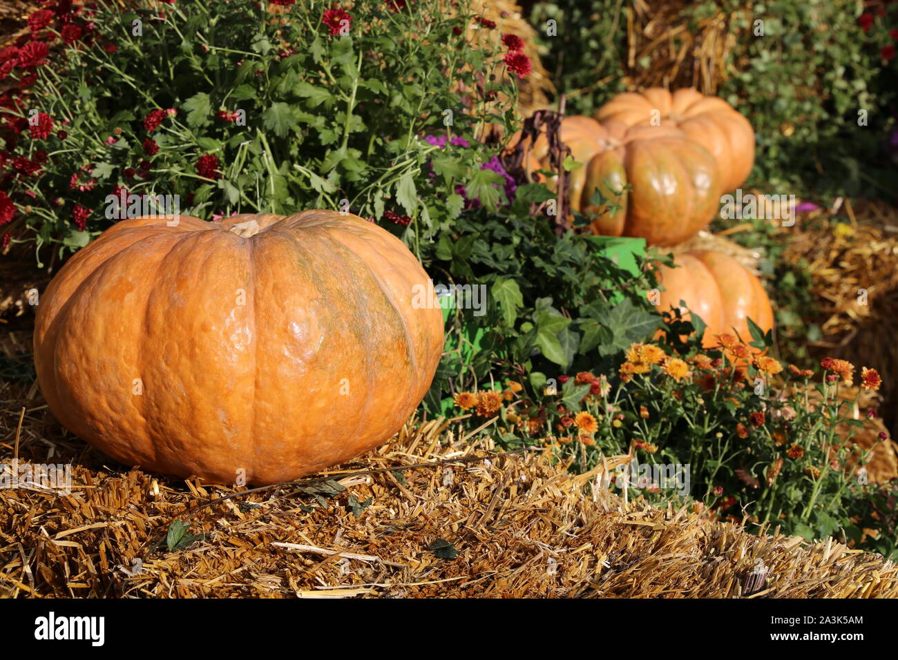 La decoración en el día de acción de gracias, el otoño de la cosecha. Las calabazas de color naranja en la paja y el heno con flores. Foto de stock