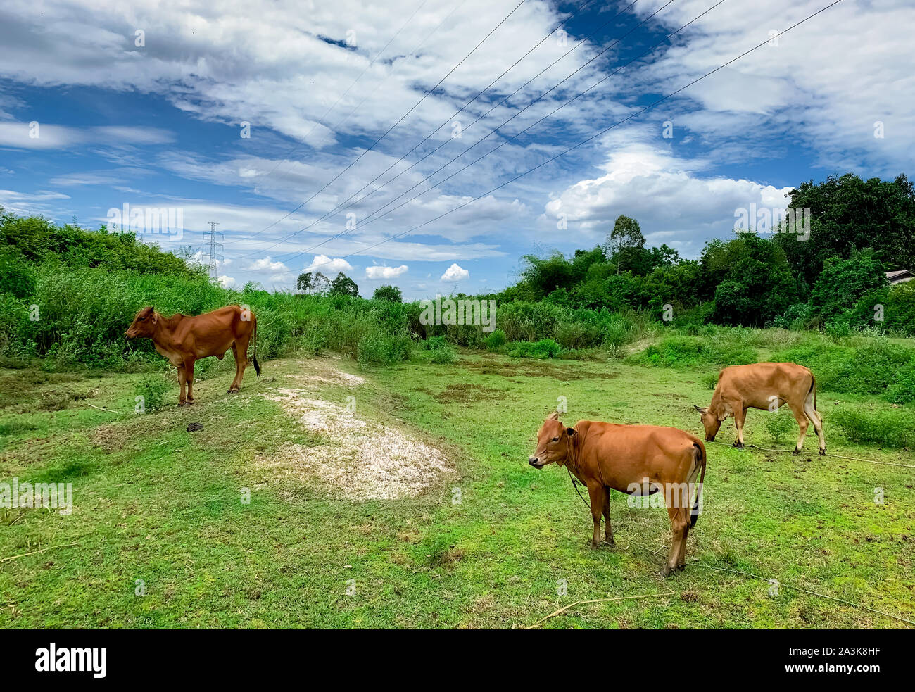 Rebaño de vacas pastando en praderas de césped verde. Brown cow en la pastura. La carne de vaca de cría de ganado. El ganado. Alto voltaje eléctrico pilón en rebelión en la granja Foto de stock