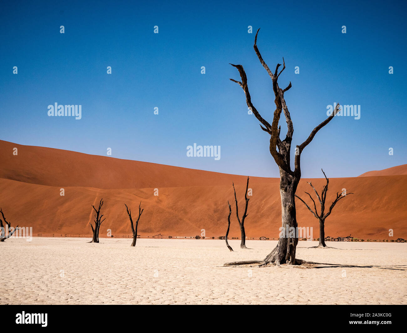 Los árboles en deadvlei de Sossusvlei dentro del Parque Nacional Namib-Naukluft en Namibia Foto de stock