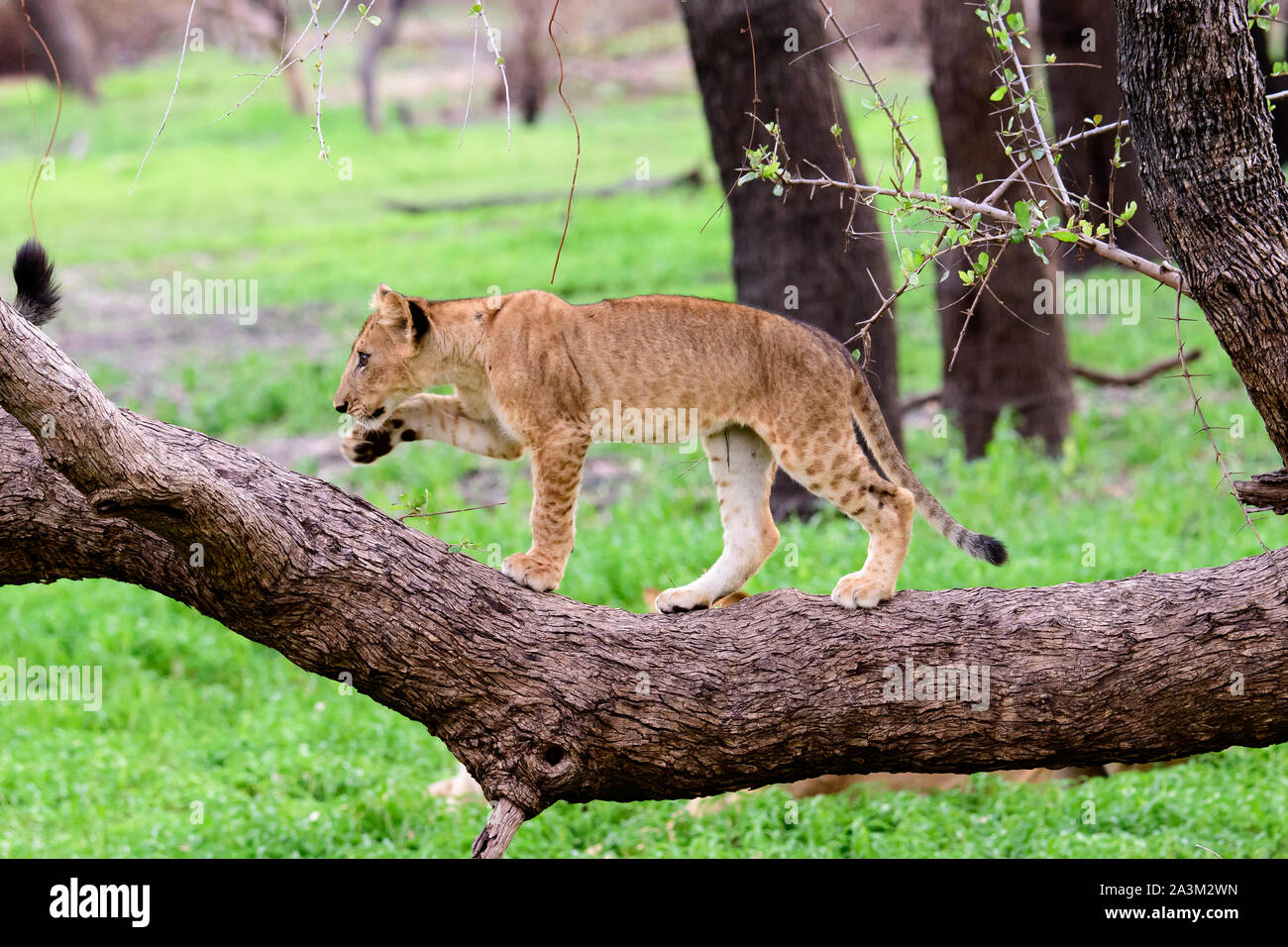 Cachorro de león explorar su entorno Foto de stock