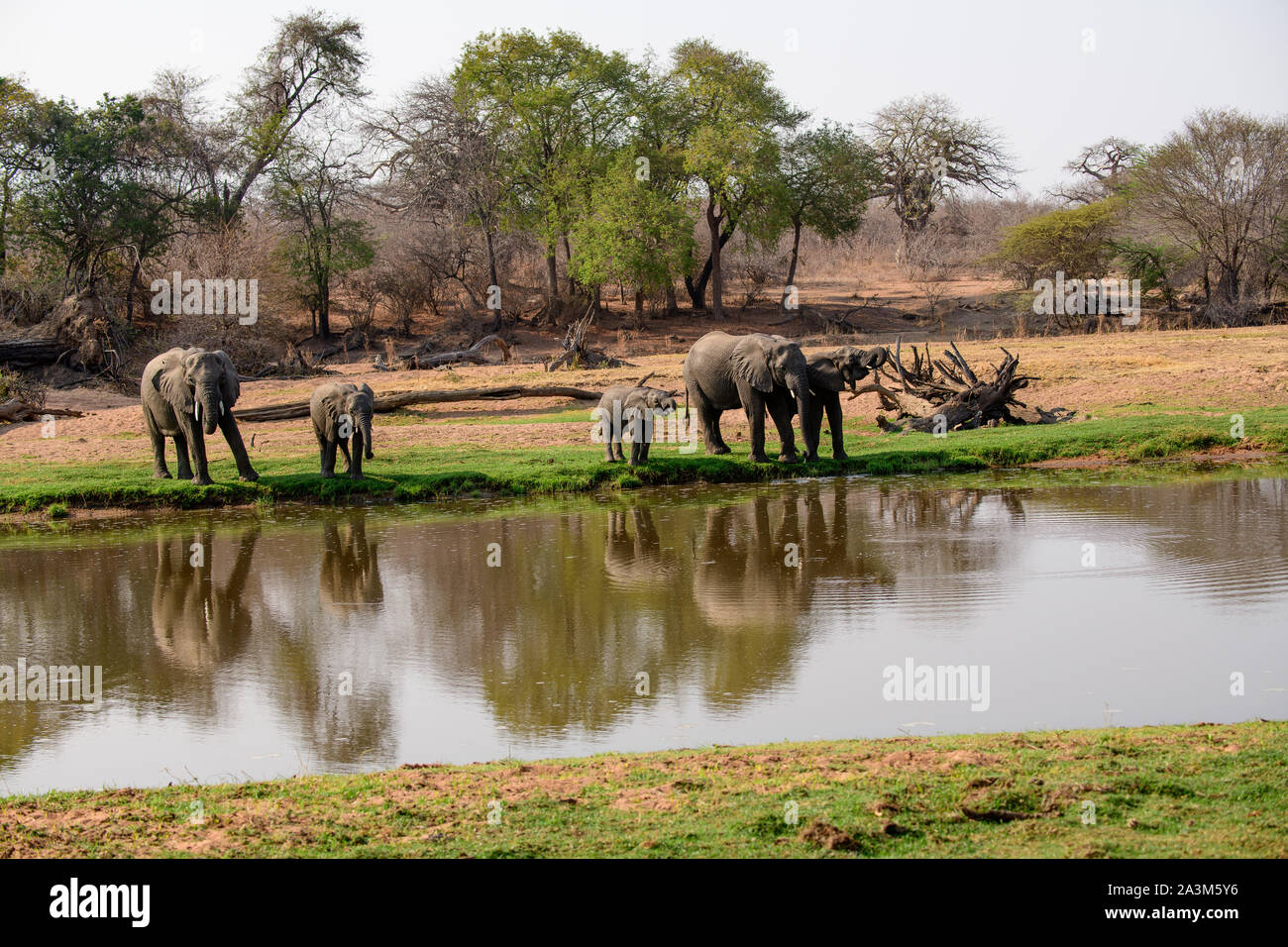 Los elefantes africanos disfrutando del río en el Jongomero Ruaha y sus alrededores Foto de stock
