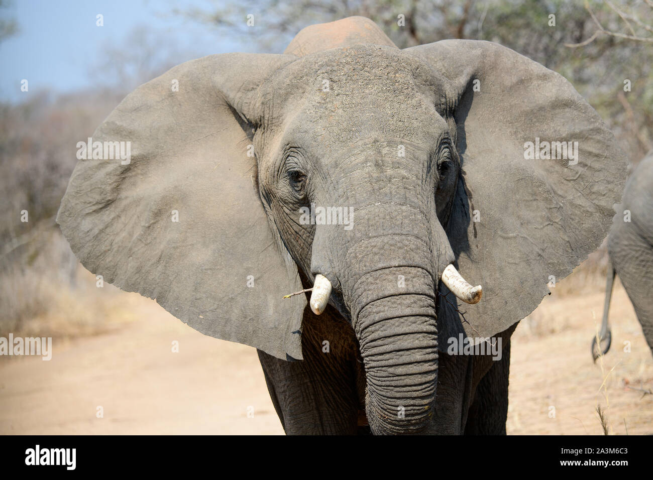 Disparo a la cabeza de un elefante africano Foto de stock