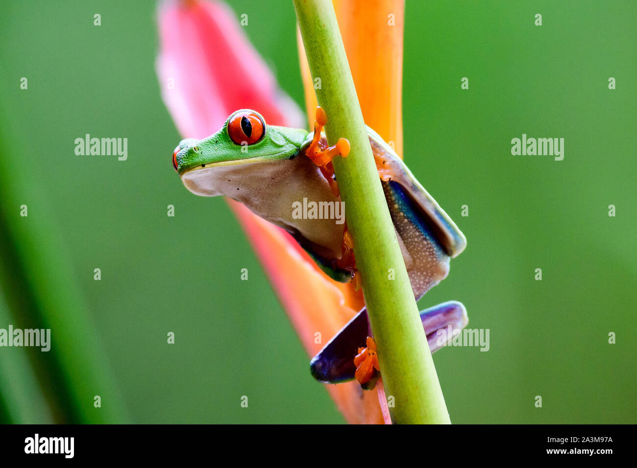 Red eyed Tree Frog en una planta Foto de stock