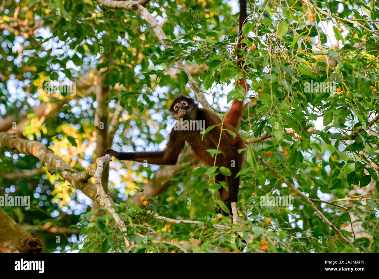 Mono araña observando desde la seguridad de las copas de los árboles Foto de stock
