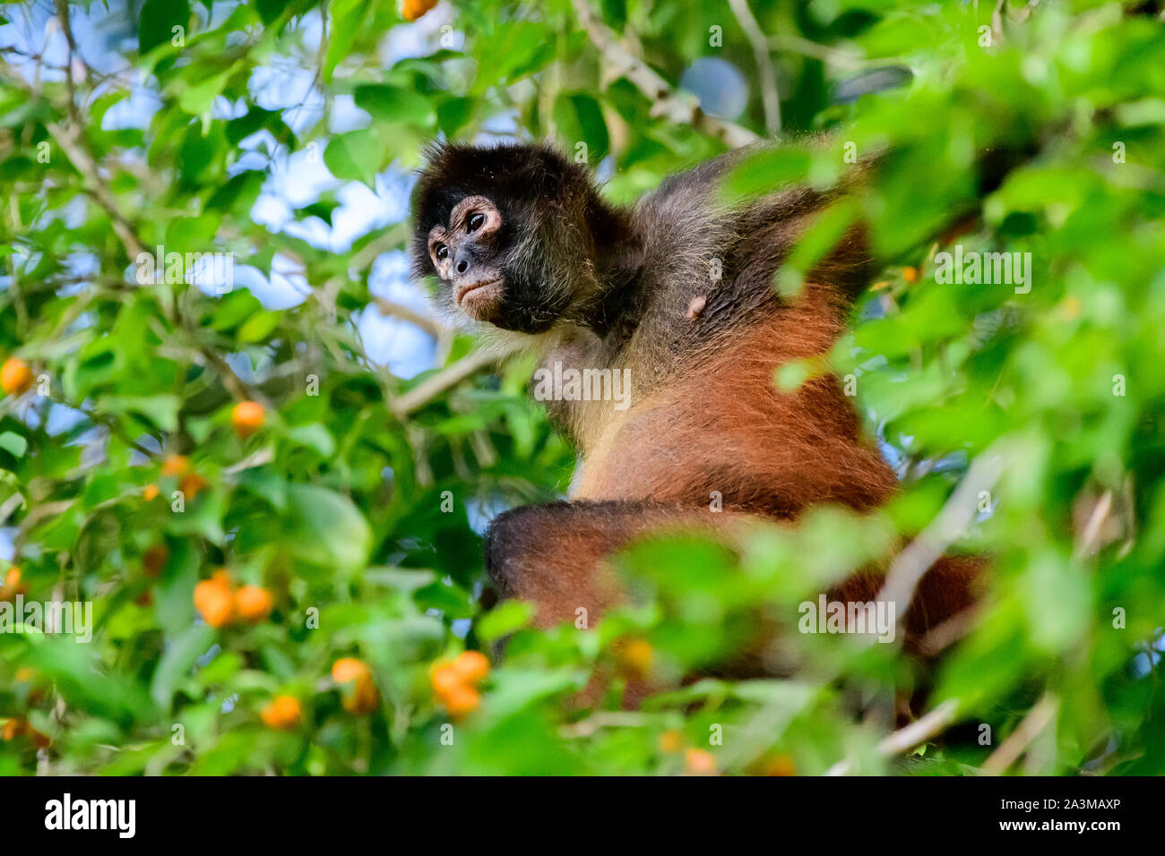 Mono araña observando desde la seguridad de las copas de los árboles Foto de stock