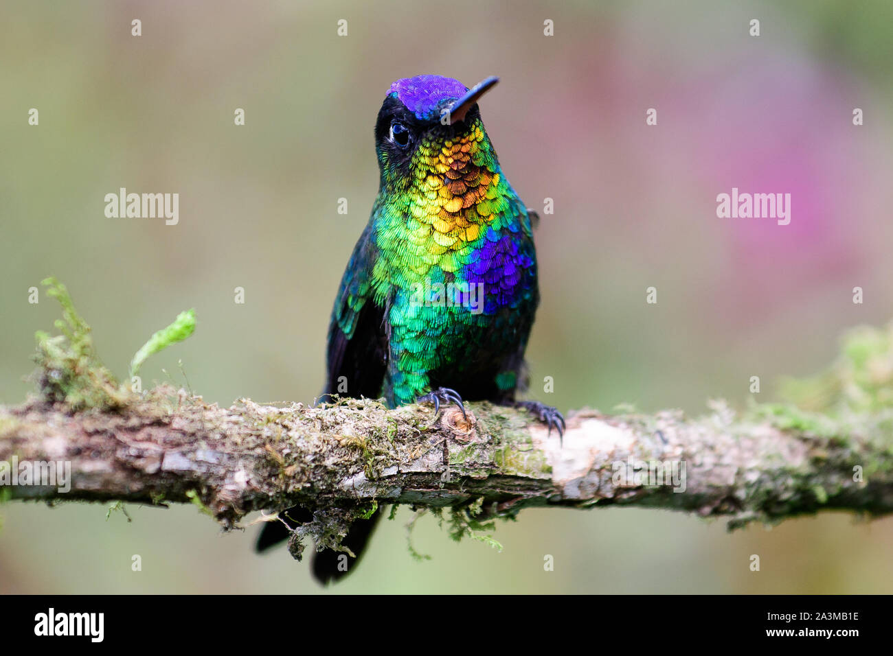 Fiery throated hummingbird descansando sobre una rama Foto de stock