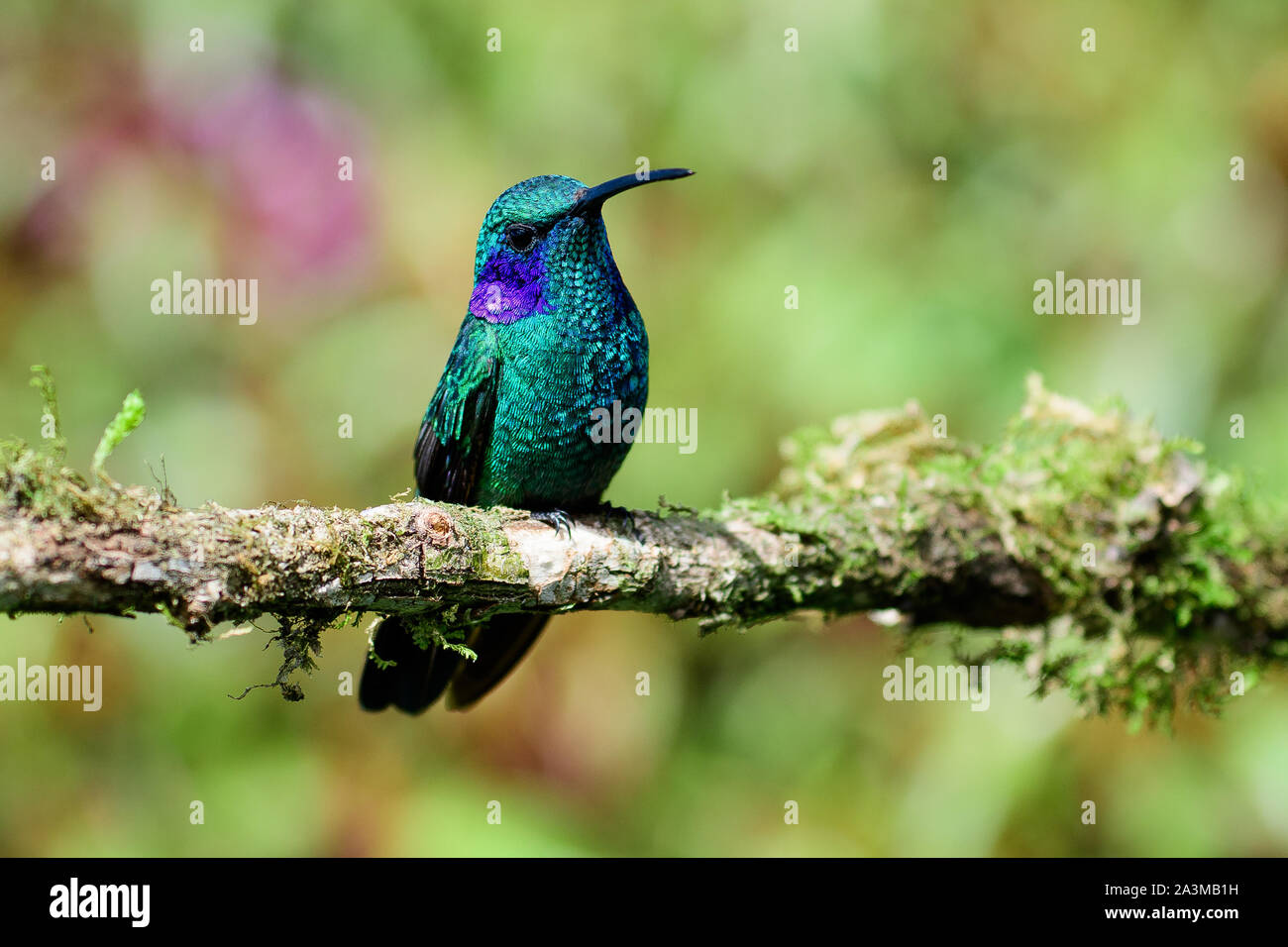 Green violetear posado en una rama Foto de stock