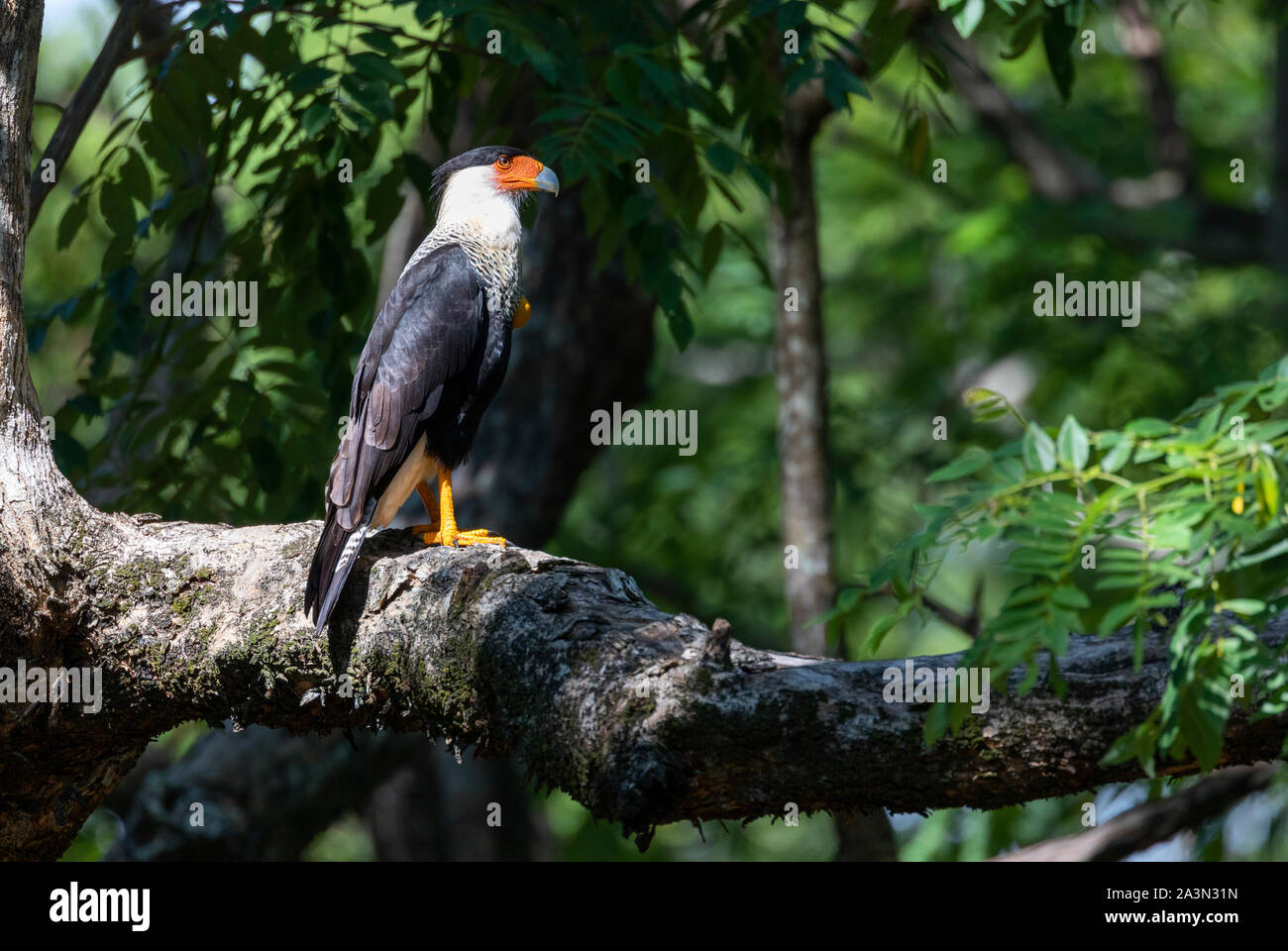 Caracara (Caracara Cheriway) En El Parque Nacional Santa Rosa, Guanacaste, Costa Rica Foto de stock