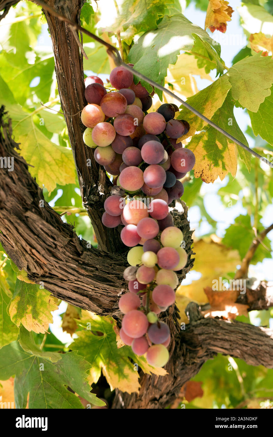 Racimo de uvas en la vid Foto de stock