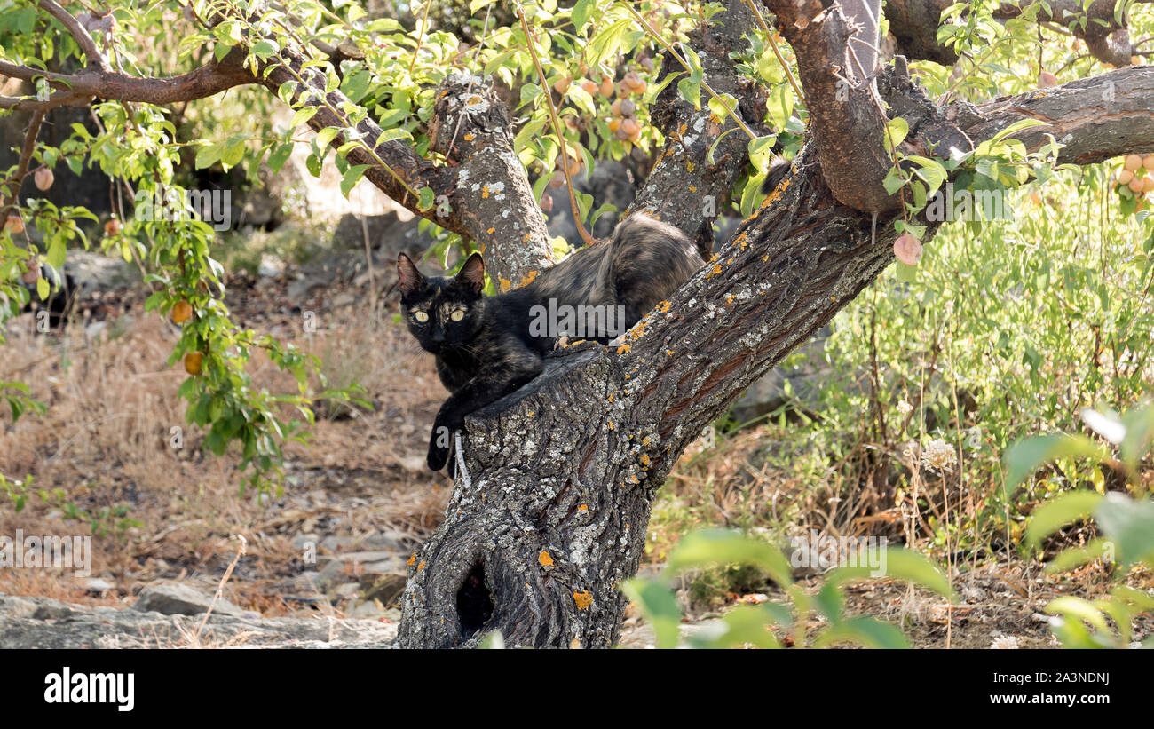Gato negro en el árbol Foto de stock