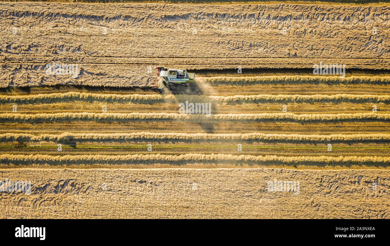 Antena drone vista de cosechadora en Northumberland, campos de trigo Foto de stock