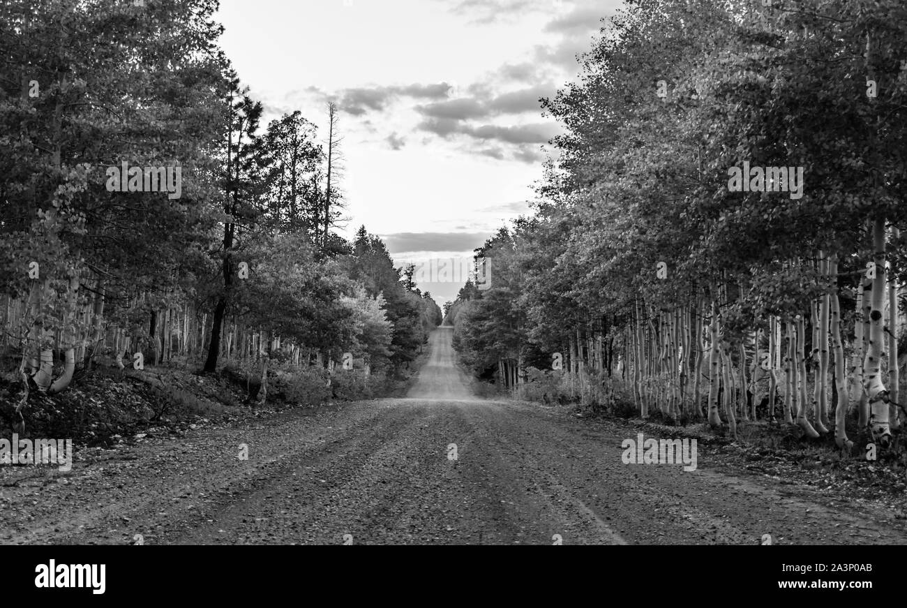 Fotografía en blanco y negro de un camino forestal en el Bosque Nacional Kaibab cerca del Lago Jacob y el borde norte del Gran Cañón, Arizona. Foto de stock