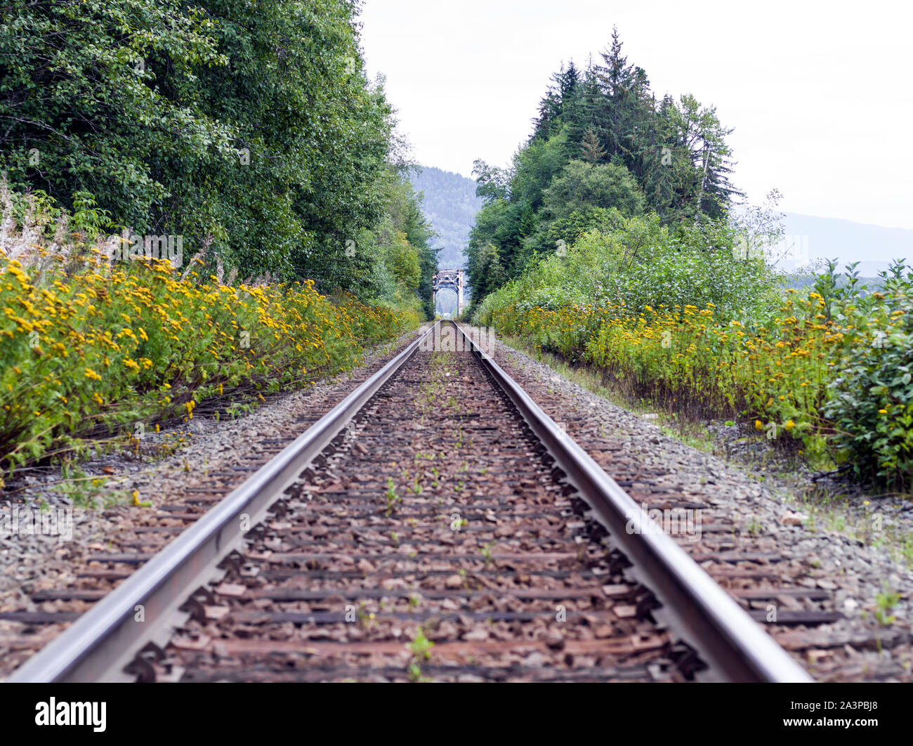 Ángulo de visión baja de vías de tren con una disminución de la perspectiva en el verano. Foto de stock