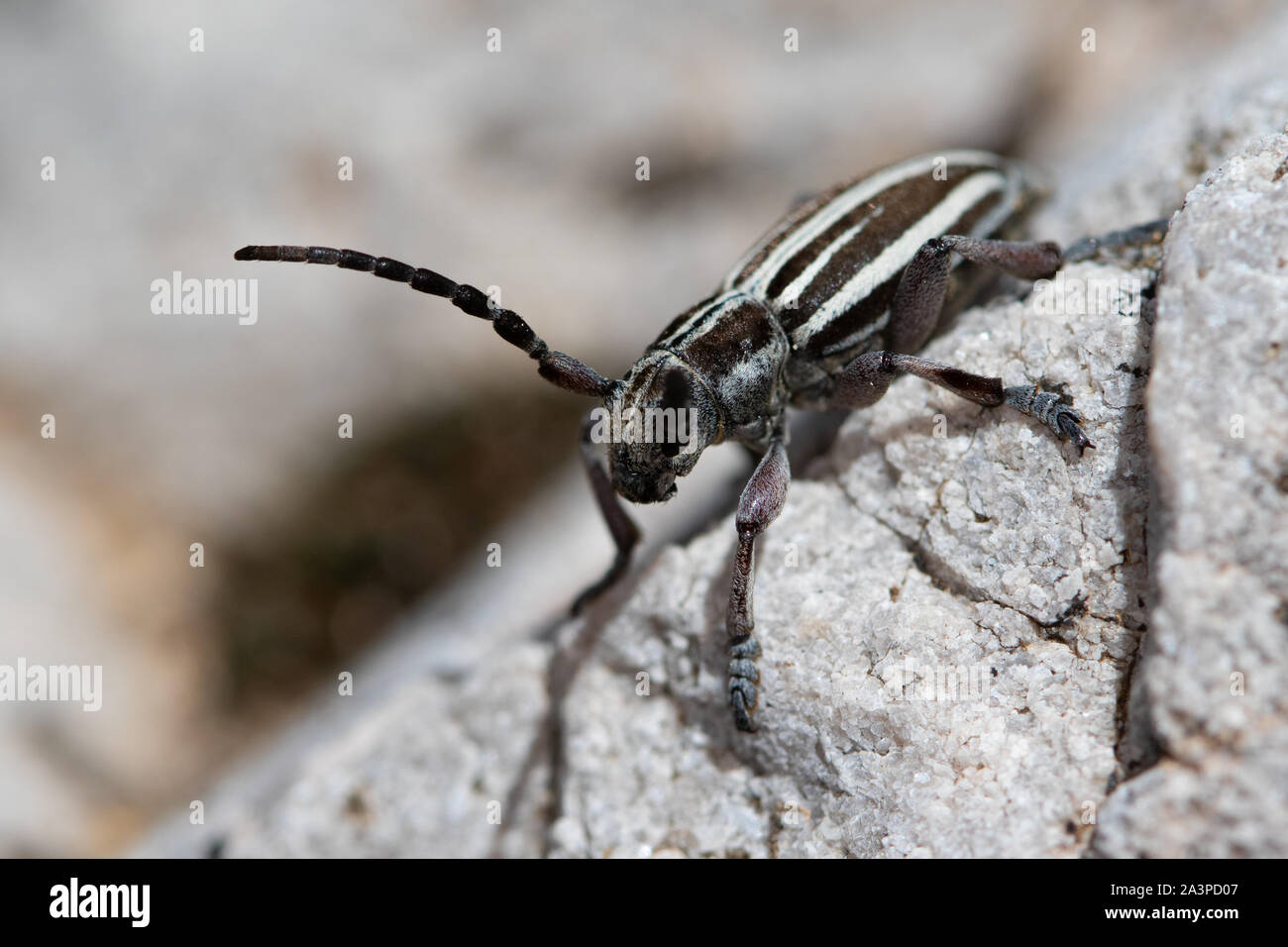 Dorcadion fuliginator - una voladora longhorn escarabajo de la familia Cerambycidae Foto de stock
