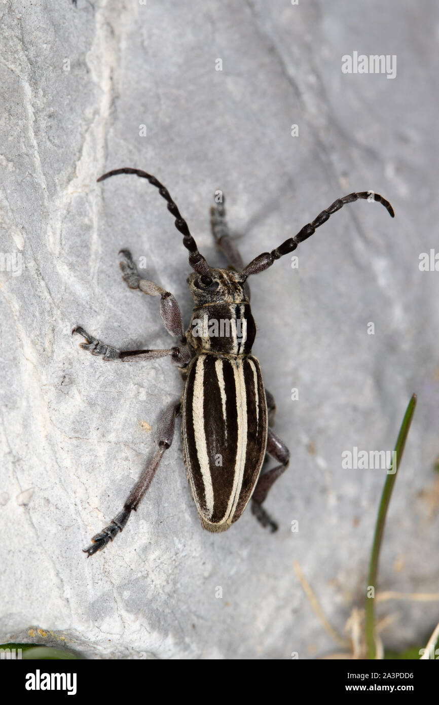 Dorcadion fuliginator - una voladora longhorn escarabajo de la familia Cerambycidae Foto de stock
