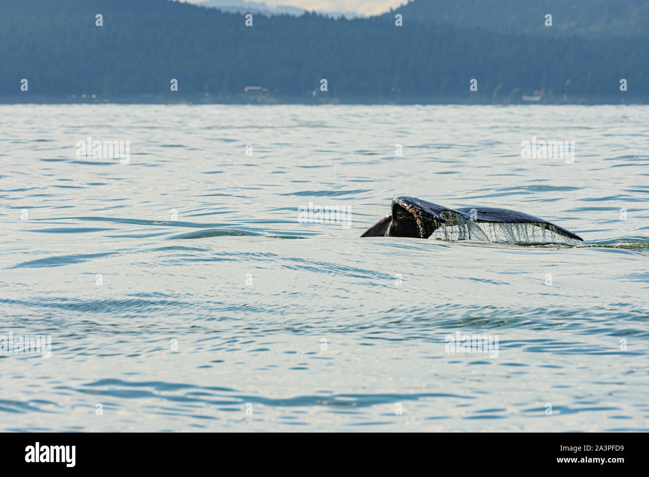 La ballena jorobada, Megaptera novaeangliae, el Salish Mar, British Columbia, Canadá, el Pacífico Foto de stock