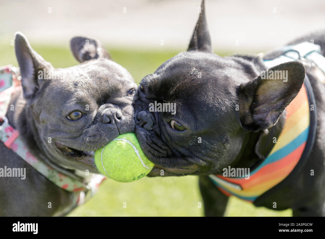Dos cachorros Bulldog Francés (negro y azul) jugando con una pelota Foto de stock