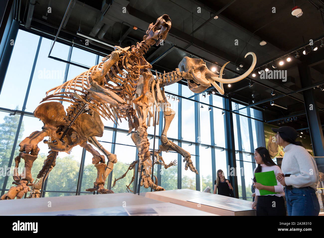 Los visitantes observar especímenes de un gigante Ground Sloth y un mastodonte fósiles descubiertos en la "Galería" en el Museo Burke el 9 de octubre de 2019. El nuevo Burke's de 113.000 pies cuadrados que está albergará la colección de 16 millones de artefactos y especímenes, la sustitución del 60s-era edificio que había superado. El emblemático museo de historia natural se abrirá al público el sábado 12 de octubre. Foto de stock