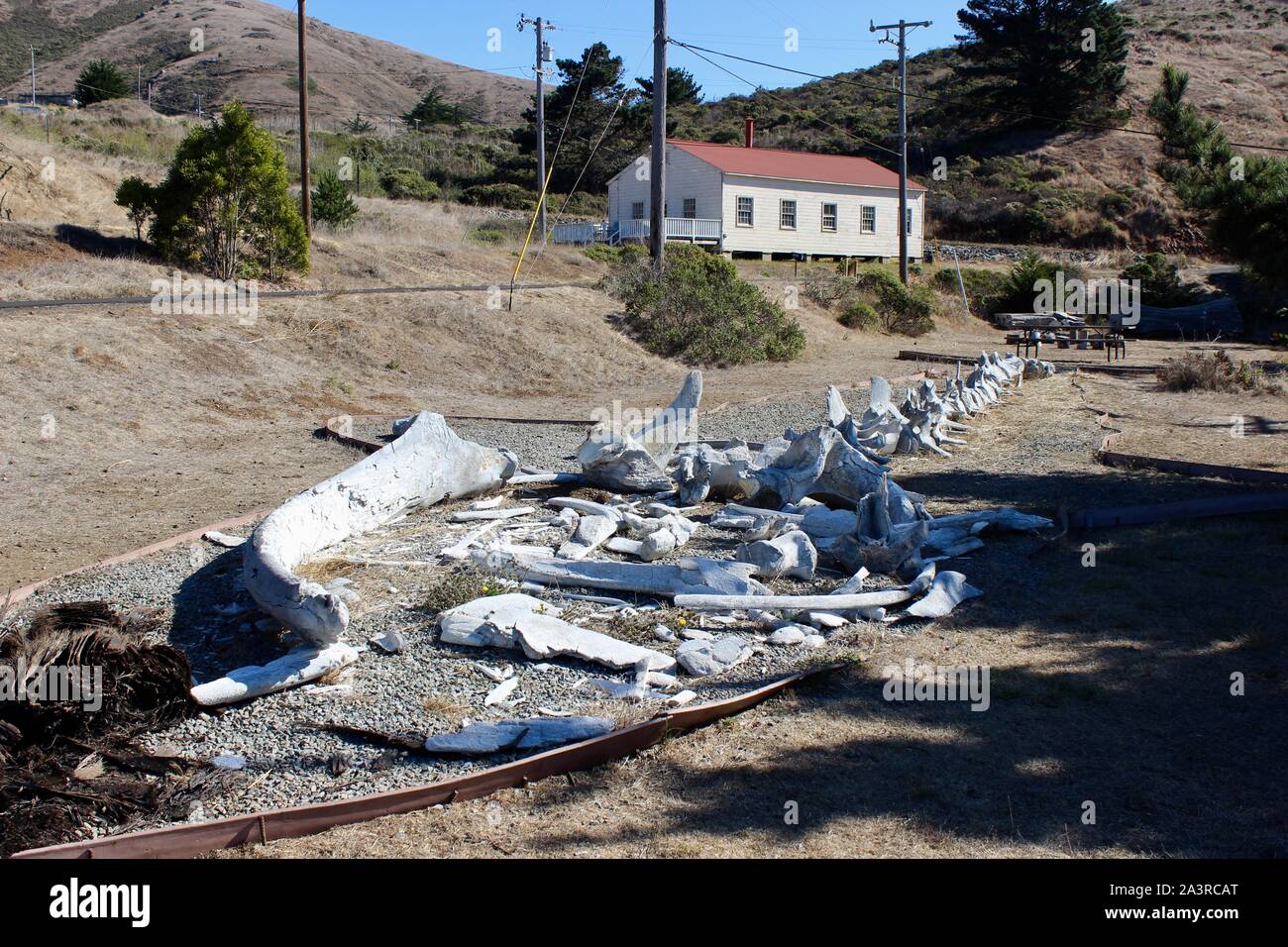 Esqueleto de ballena azul, Fort Cronkhite, Marin, California Foto de stock