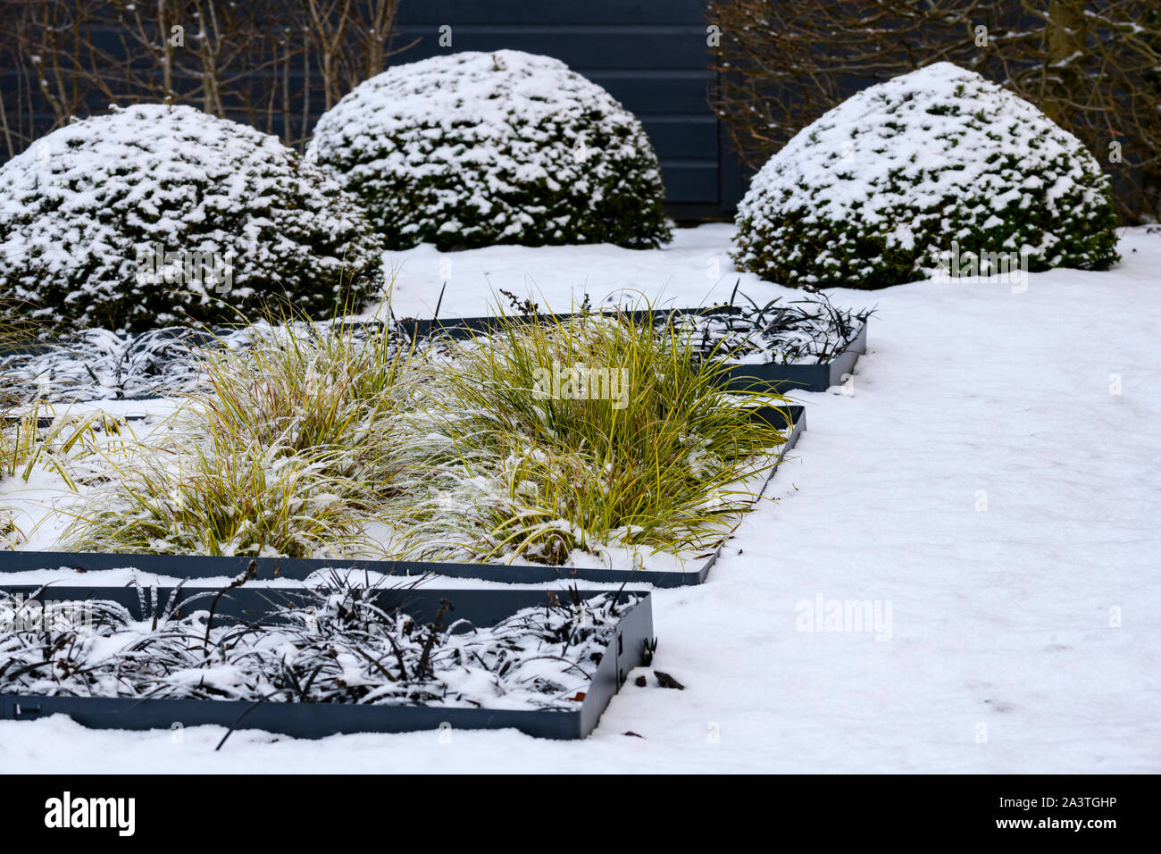 Elegante diseño contemporáneo, paisajismo y de plantación (tejo topiary pelotas y pastos en camas hundidas) - jardín de invierno cubierto de nieve, Yorkshire, Inglaterra, Reino Unido. Foto de stock