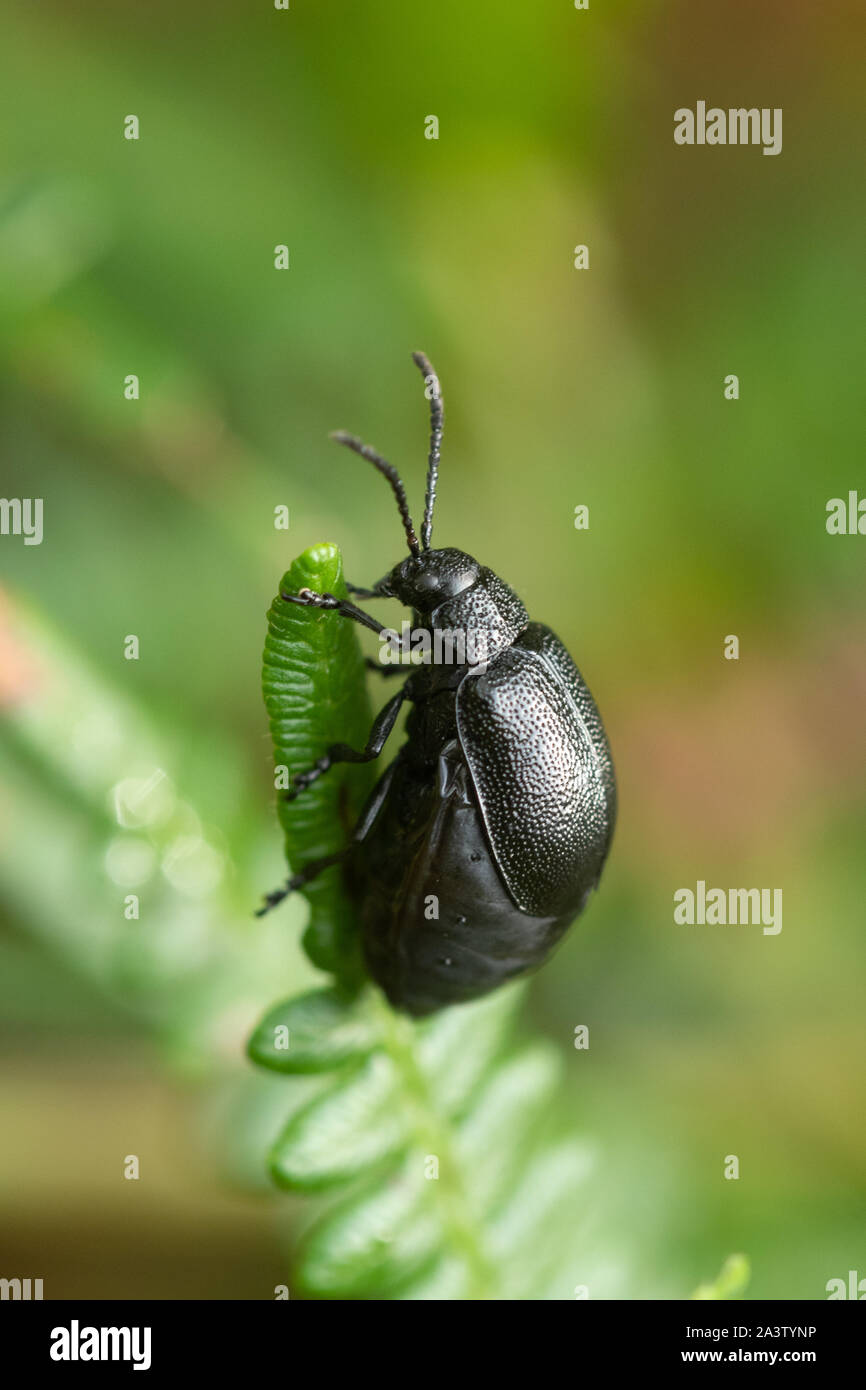 Leaf beetle (tanaceti Galeruca femenino), un pequeño escarabajo negro con ï¿½itros hoyuelos, REINO UNIDO Foto de stock