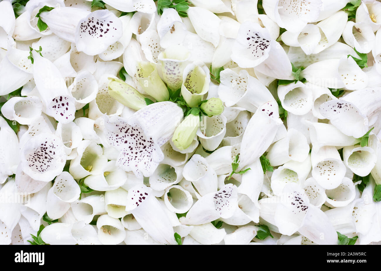 Paattern backgrroound texturee florales para sus vacaciones, una fiesta de boda como telón de fondo de las yemas de flores blancas, hermosa flor laicos plana para saludar a ca Foto de stock