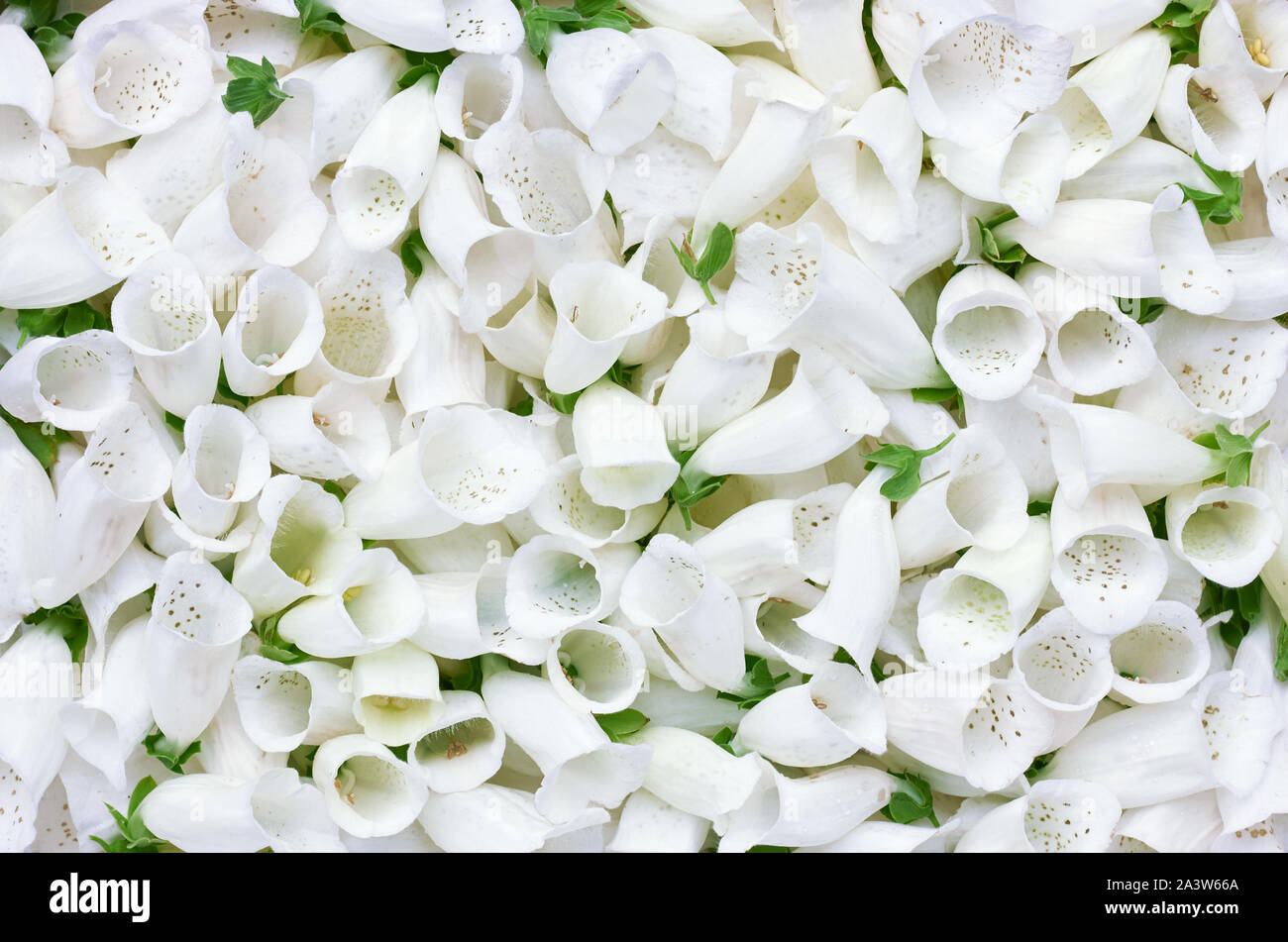 Paattern backgrroound texturee florales para su diseño, una fiesta de boda como telón de fondo de las yemas de flores blancas, flor hermosa composición para vacaciones c Foto de stock