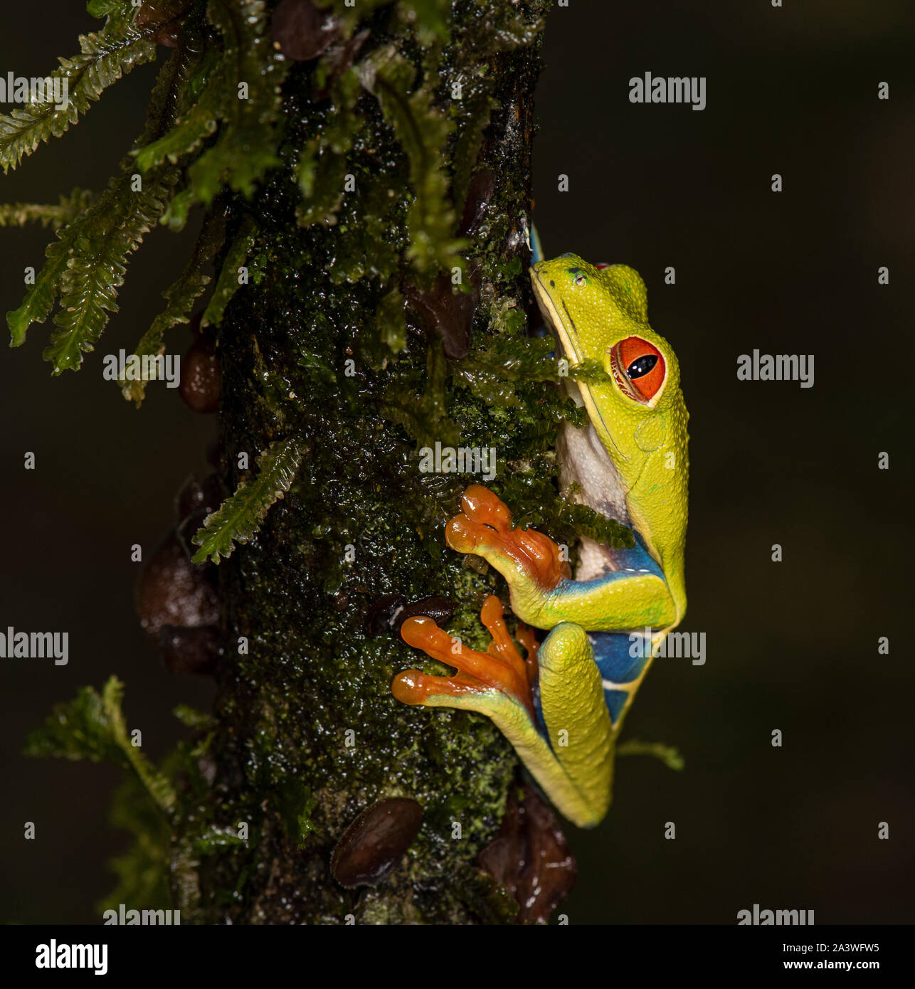La rana arborícola de ojos rojos. Costa Rica Foto de stock