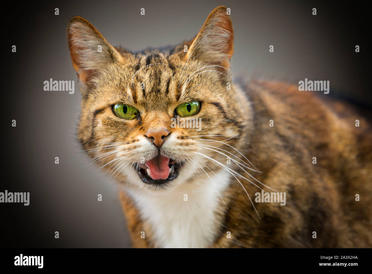 Casa gato, Felis silvestris catus Foto de stock