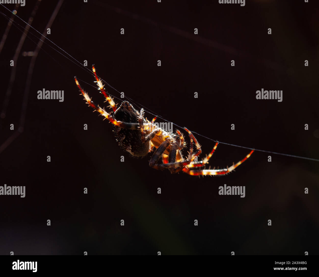 Araña de jardín pende de un hilo en la luz del sol con su web en el fondo. Puede verse la seda procedentes de sus hileras. Foto de stock